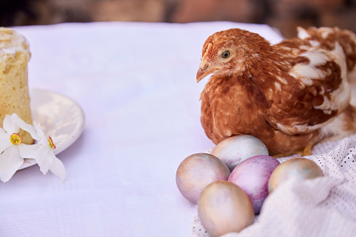 Two small fluffy newborn chick is sitting, kissing in an egg basket with yellow bow on white background with copy space. Concept of Easter holiday, birthday, newborn, poultry farm, family, love, Valentine's day.