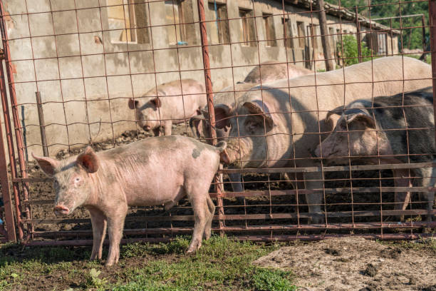 Old pigs behind the fence, one young pig in front. Outdoors