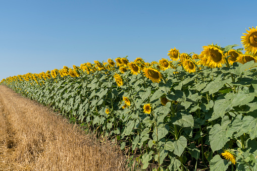 Long row of beautiful sunflowers field against clear blue sky in summer