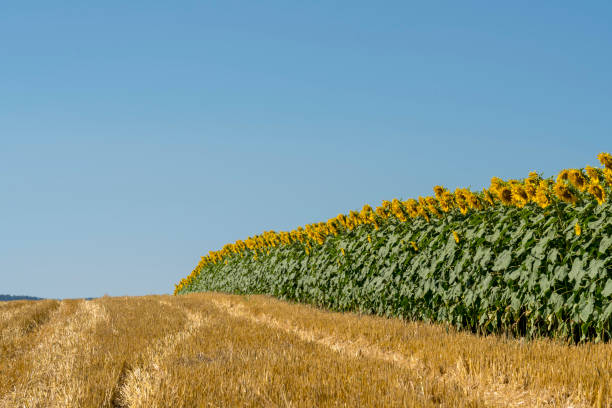 Single sunflower in ripe golden colored wheat field at blue sky background. Copy space