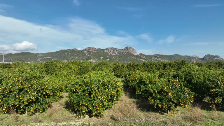 Orange Orchards