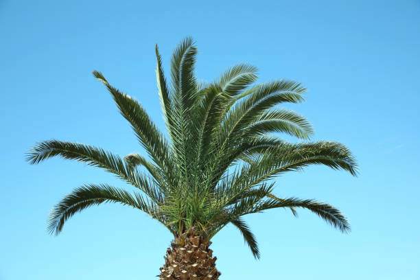 istock Beautiful palm tree with green leaves against blue sky 1475125640