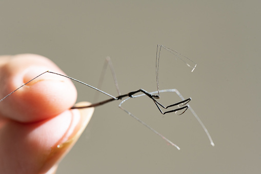 This is a macro photograph of a walking stick bug being held by an unrecognizable man's fingers in the Yucatan Peninsula of Mexico.