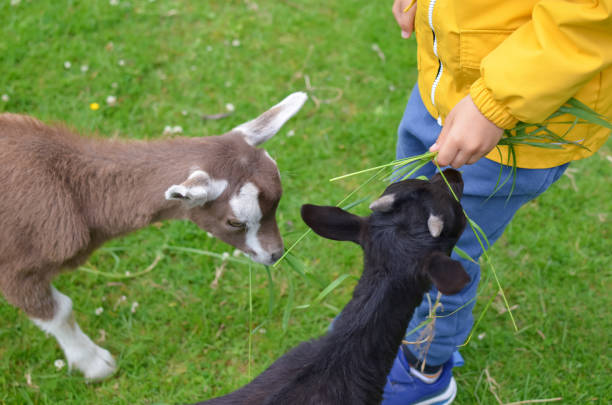 istock Little boy feeding cute goats with fresh green grass, closeup 1475125898