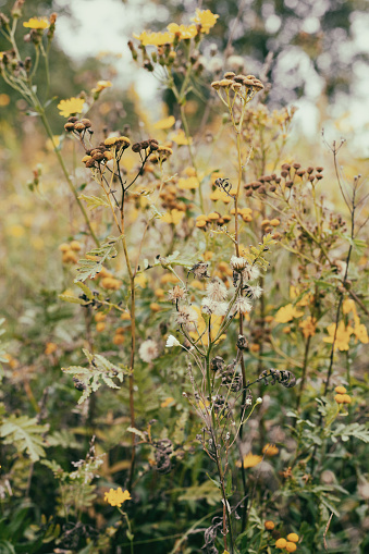 Dry  autumn wild flowers outdoors. Return to nature rewilding concept. Copy space poster or background.