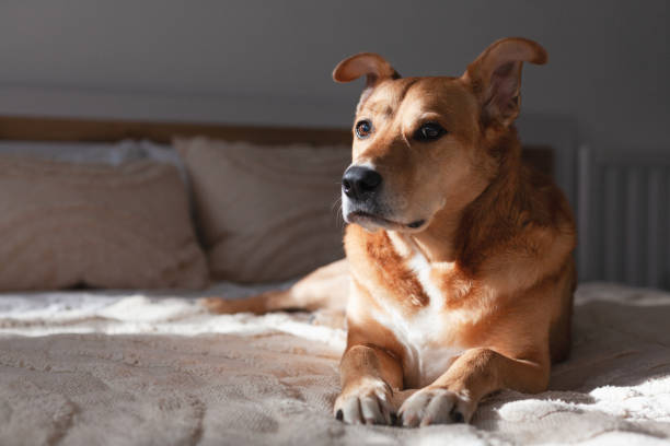 istock Red dog on bed with pale beige pillows and woven fabric coat 1475125932