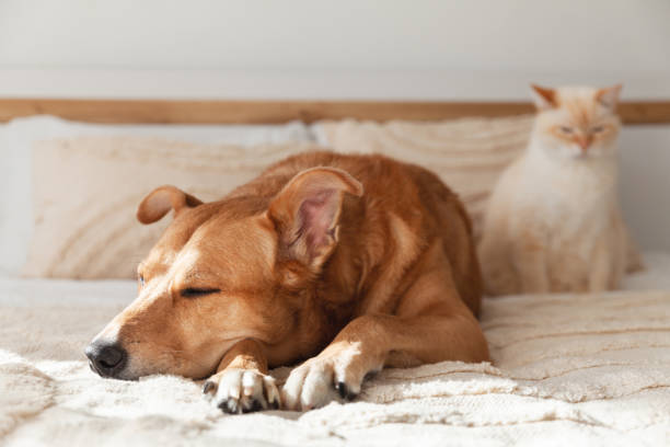 istock Red mixed breed dog and pale cat together on bed 1475125937