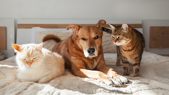 Red mixed breed dog tabby and pale cats together on bed with beige woven pillows and plaid. Scandinavian-style bedroom or hotel room. Pets behavior and relationship concept. Animals care and welfare.