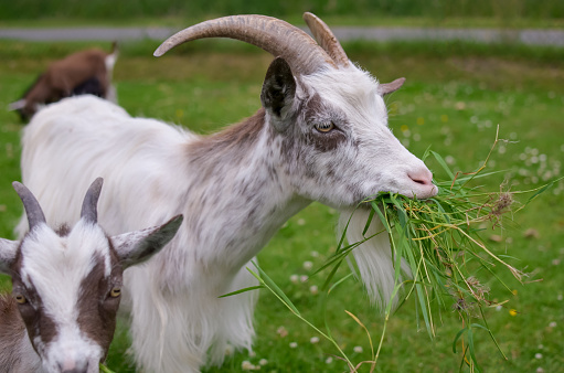 Cute goats grazing on green grass at farm