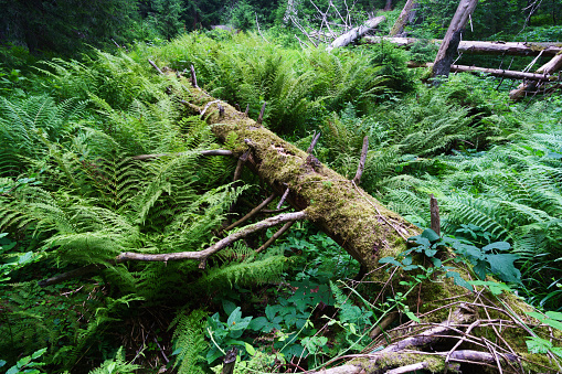 Fallen pine tree trunk with green moss lies in thickets of fern. Environmental conservation and ecosystem biodiversity wallpaper. Renewable sourses.