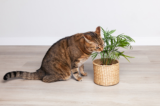Brown tabby kitten eating kentia chamedorea houseplant. Domestic cat nibbling on a green plant. Pet-friendly plants are suitable for a home.
