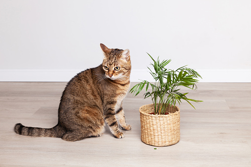 Brown tabby kitten eating kentia chamedorea houseplant. Domestic cat nibbling on a green plant. Pet-friendly plants are suitable for a home.