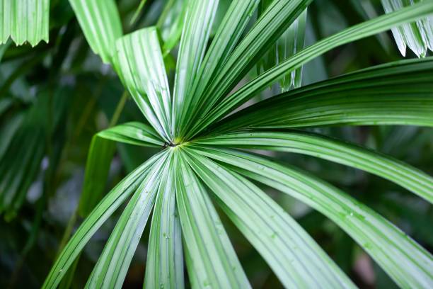istock Mangrove fan palm leaf, Licuala spinosa 1475126575