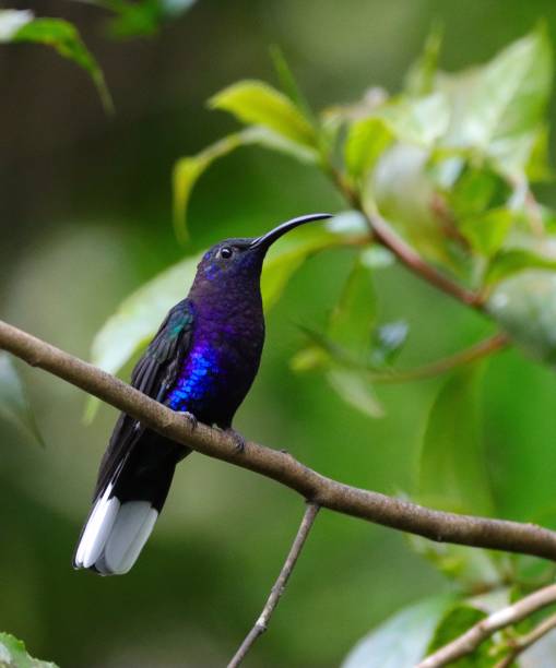 istock Violet Sabrewing Hummingbird 1475127306