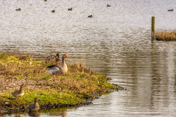Canada goose along the grassy shore of a lake.