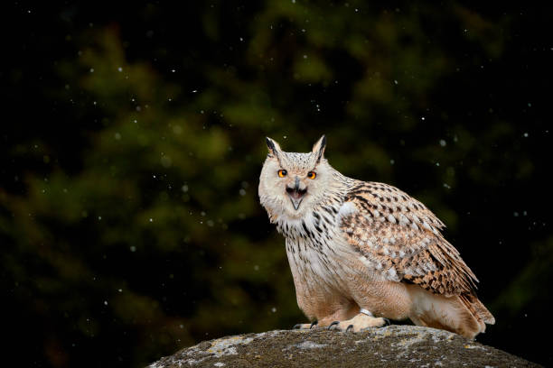 istock Siberian owl - Bubo bubo sibiricus sitting on a rock and makes warning sounds 1475128130