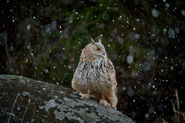 istock Siberian owl - Bubo bubo sibiricus sitting on a rock in the falling snow 1475128134