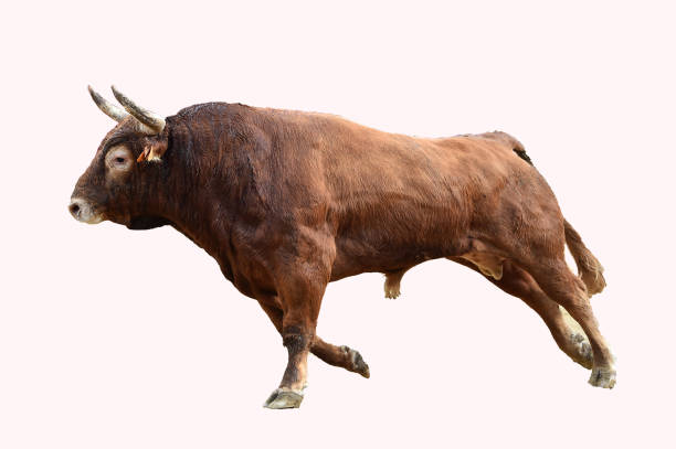 istock a silhouette of a powerful spanish bull 1475129261