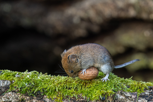 Cute bank vole (Myodes glareolus) tries to carry a walnut.