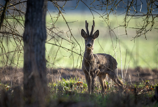 Beautiful roebuck (Capreolus capreolus) standing in a forest.