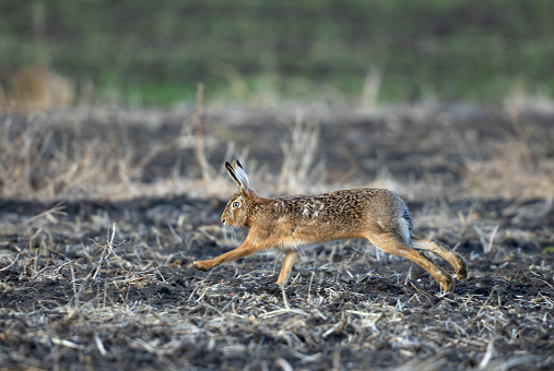 European hare (Lepus europaeus) running on an agricultural field.