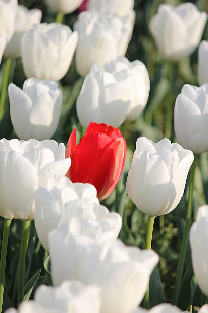 istock Red tulip in white flower field. 147513110