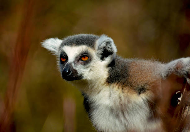 The cute and funny ring-tailed lemur. Stock photo.