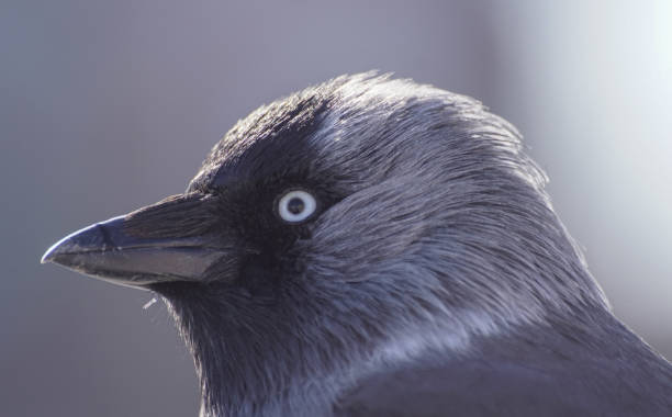 istock Close up of a bird during the day 1475132687