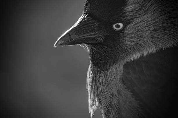 istock Close up of a bird in black and white 1475133610