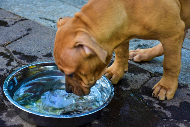istock Pitty Puppy drinking water in the park 1475133923