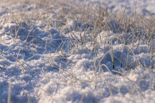 Yellow grass covered with snow and ice in winter