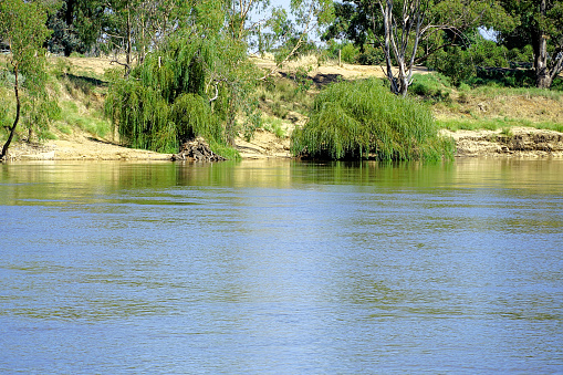 Murray River and willow trees in the Northern Country