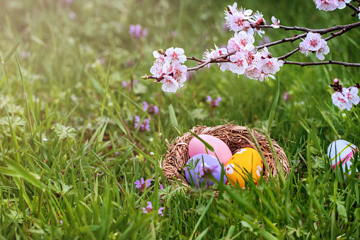 Colorful Easter eggs in a bird's nest on green grass and peach blossom above them. Easter eggs hunt concept and space for text.