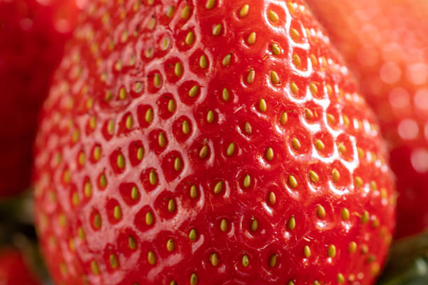 Fruit and berry