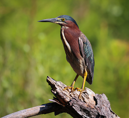 The male Green Herons, like this one spotted in Virginia Beach, Virginia, have colorful multi-hued plumage to attract females.