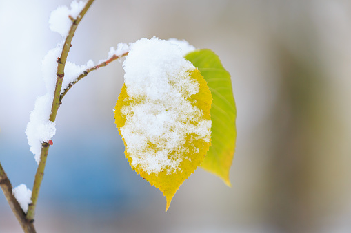 Autumn yellowed leaves on a tree in the snow. Winter background with selective focus
