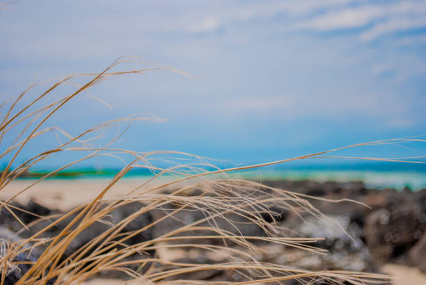 istock yellow grass growing by the ocean 1475145693