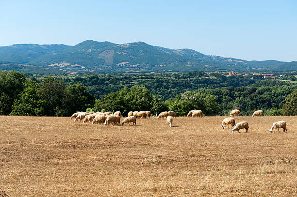 istock Sheeps at pasture in Maremma 147514639