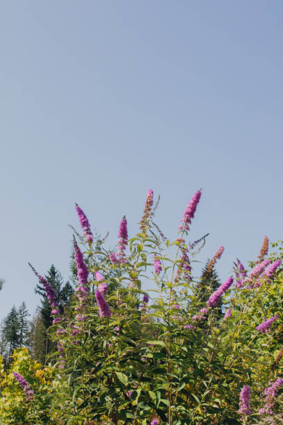 istock Buddleja davidii, summer lilac, butterfly-bush 1475147013