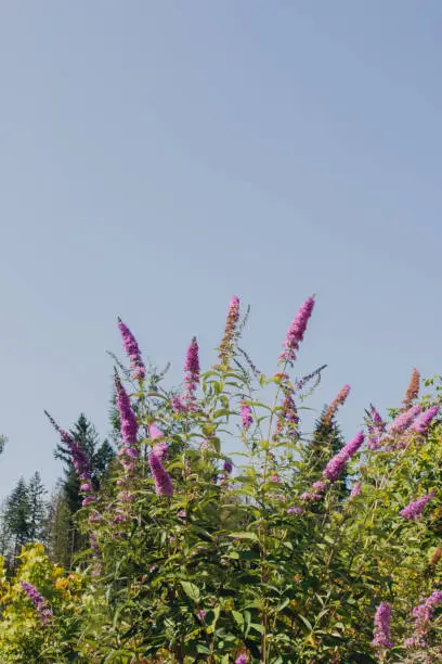 Buddleja davidii, summer lilac, butterfly-bush, or orange eye in the Pacific Northwest Washington State