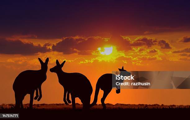 Photo libre de droit de Kangourous Sous Le Coucher Du Soleil banque d'images et plus d'images libres de droit de Kangourou - Kangourou, Australie, Coucher de soleil
