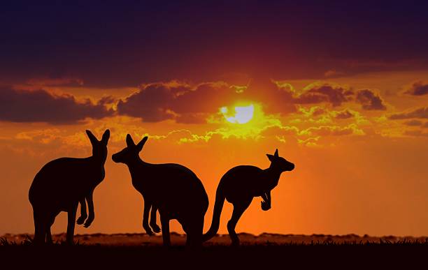kangaroos sotto tramonto - kangaroo animal australia outback foto e immagini stock
