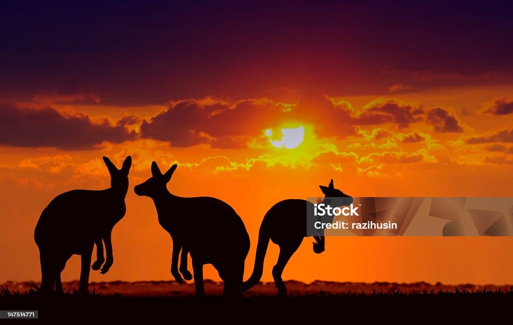 kangaroos under sunset Kangaroo Stock Photo