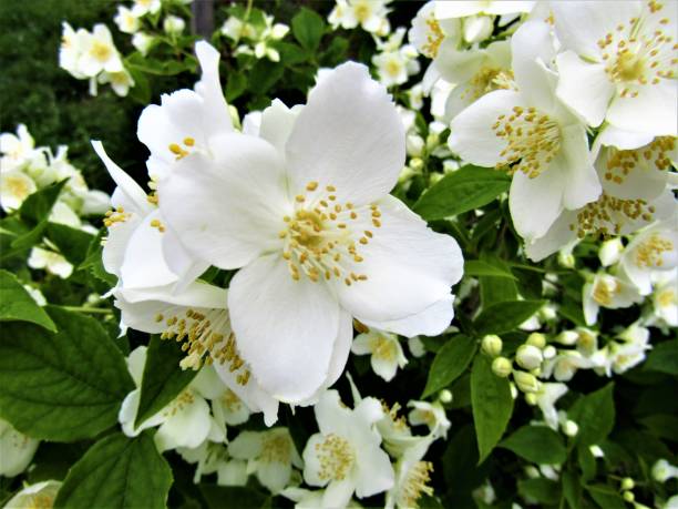 istock Japan. May. Jasmine flowers. 1475149072