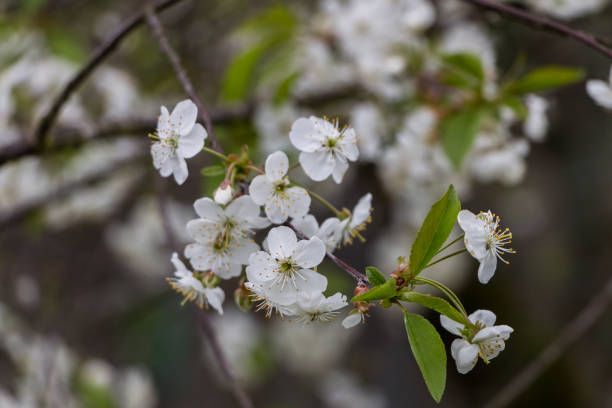 istock Spring white flowers. Blooming cherry in spring. Natural flower background. 1475150834
