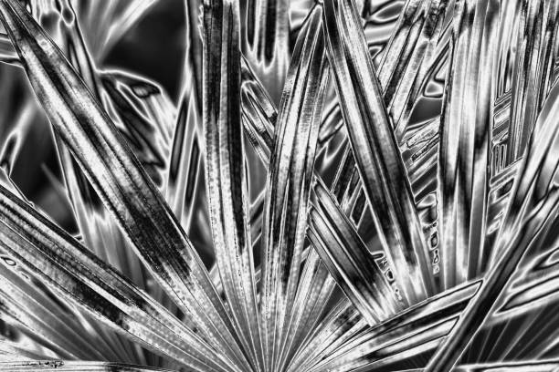istock Silver palm tree leaves background, silver flower leaf texture, gray metal tropical foliage backdrop, monochrome metallic floral branch pattern, abstract black white plant ornament, wallpaper design 1475152210