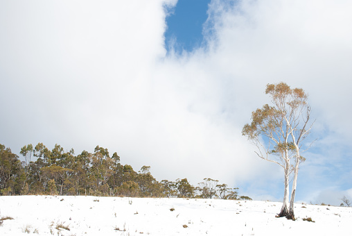 the snowfields in the centre of Tasmania