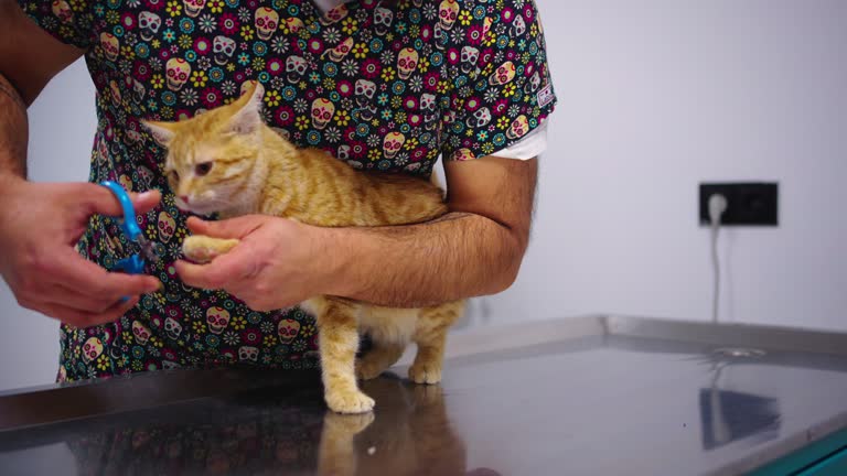 Veterinarian cutting cat claws