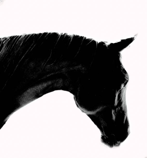 istock portrait of a horse 1475152449