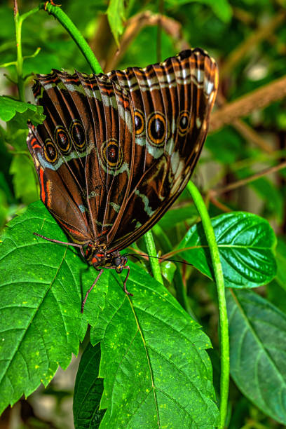 istock Morpho peleides tropical butterfly 1475153005